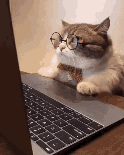 Animated cat typing at a laptop to represent UoB MedSoc group collaboration in progress